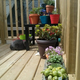 Illustration for article titled Successes in Gardening- I set up a pretty nice deck!